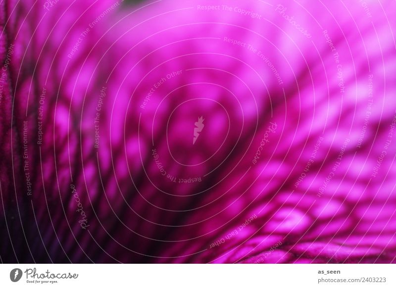 Blütenblatt einer Petunie in pink Stil Design exotisch Wellness harmonisch Umwelt Natur Pflanze Frühling Sommer Blume Topfpflanze Balkonpflanze Blattadern