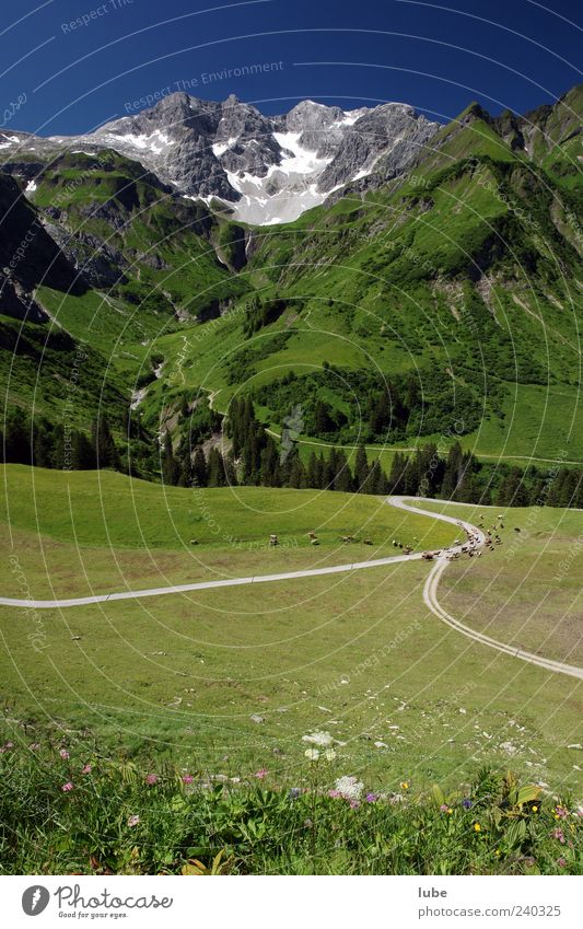 Viehansammlung Landwirtschaft Forstwirtschaft Natur Landschaft Wolkenloser Himmel Sommer Schönes Wetter Gras Alpen Berge u. Gebirge Gipfel Schneebedeckte Gipfel