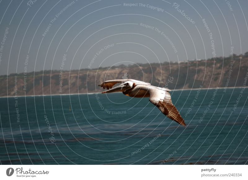 Einzelgänger... Natur Wasser Meer Tier Wildtier Vogel Pelikan 1 fliegen authentisch elegant schön Farbfoto Außenaufnahme Textfreiraum oben Tag Tierporträt
