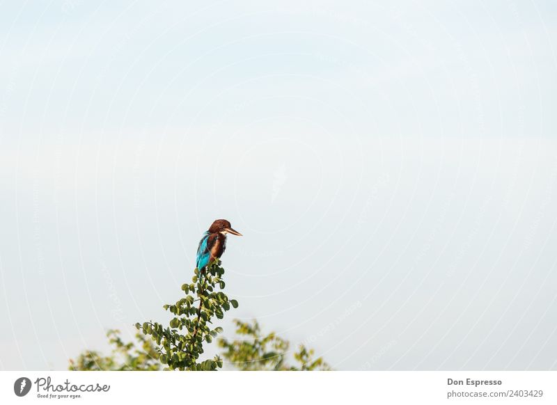 Eisvogel Safari Tier Wolkenloser Himmel Schönes Wetter Wildtier Vogel Eisvögel 1 fliegen sitzen warten mehrfarbig Natur beobachten Jagd Blick Schnabel Feder