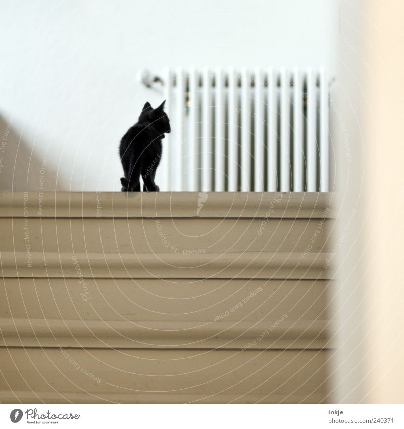 *maunz* Treppe Treppenhaus Holztreppe Haustier Katze Katzenbaby Hauskatze 1 Tier Tierjunges Heizkörper entdecken Blick stehen klein Neugier niedlich schwarz