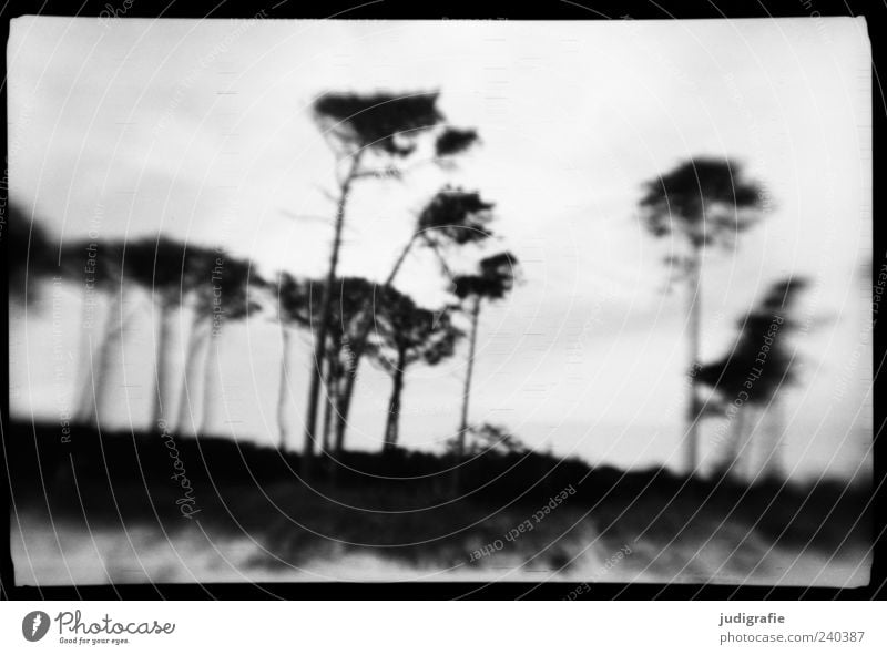 Weststrand Umwelt Natur Landschaft Pflanze Baum Küste Strand Ostsee Meer Darß außergewöhnlich dunkel natürlich wild schwarz weiß Stimmung Schwarzweißfoto