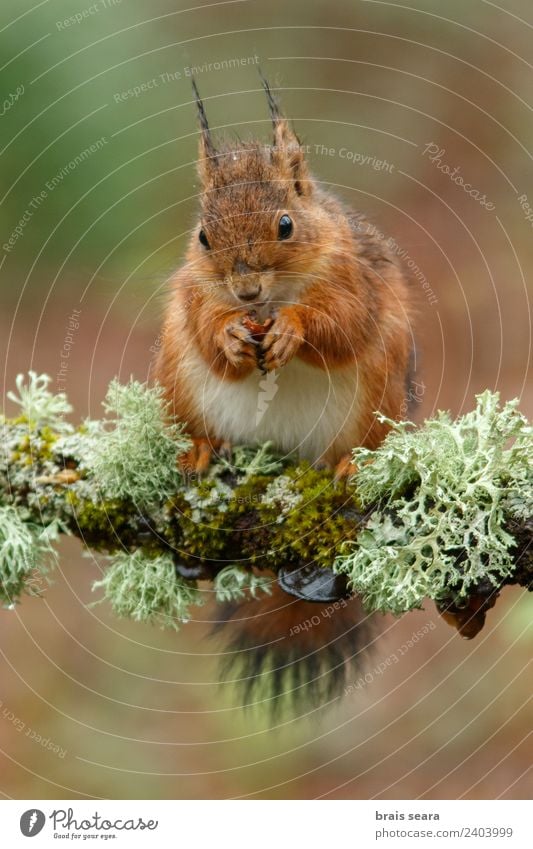 Rotes Eichhörnchen Umwelt Natur Tier Erde Wald Wildtier 1 Diät Essen füttern Tierliebe Fauna Tiere Säugetier Spanien Spanisch Europa Europäer eurasia Nagetiere