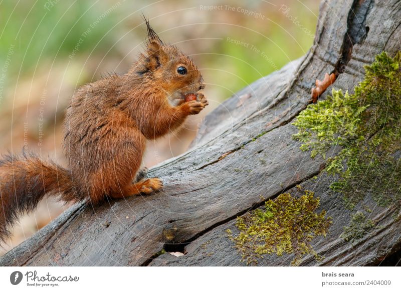 Rotes Eichhörnchen Wissenschaften Biologie Umwelt Natur Tier Erde Wald Wildtier 1 Essen füttern natürlich Tierliebe Fauna Tiere Säugetier Spanien Spanisch
