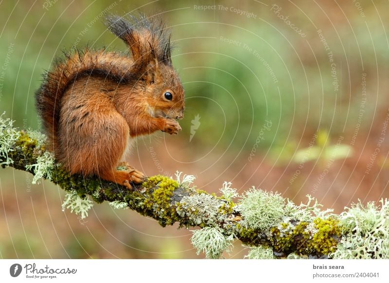 Rotes Eichhörnchen Wissenschaften Biologie Umwelt Natur Tier Erde Wald Wildtier 1 Essen füttern Tierliebe Fauna Tiere Säugetier Spanien Spanisch Europa Europäer