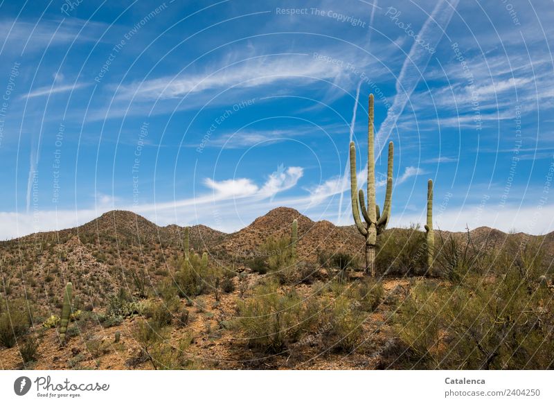 Wüstenlandschaft mit Saguaro Kaktus Landschaft Pflanze Sand Himmel Schönes Wetter Dürre Dornenbusch Palo verde Hügel Sonora Wüste dehydrieren Wachstum wandern