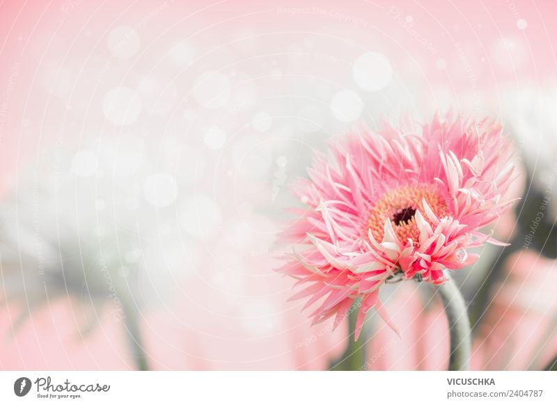 Gerbera Blume am rosa Hintergrund Stil Design Sommer Feste & Feiern Muttertag Hochzeit Geburtstag Natur Pflanze Blumenstrauß weich Hintergrundbild Pastellton