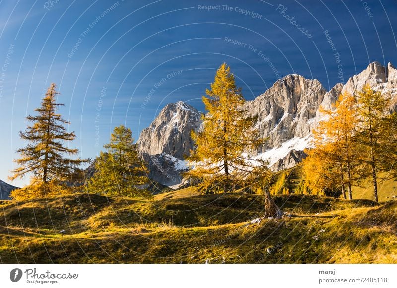 Jahreszeiten | vergoldeter Herbst harmonisch Erholung ruhig Ferien & Urlaub & Reisen Tourismus Ausflug Berge u. Gebirge wandern Natur Landschaft Schönes Wetter