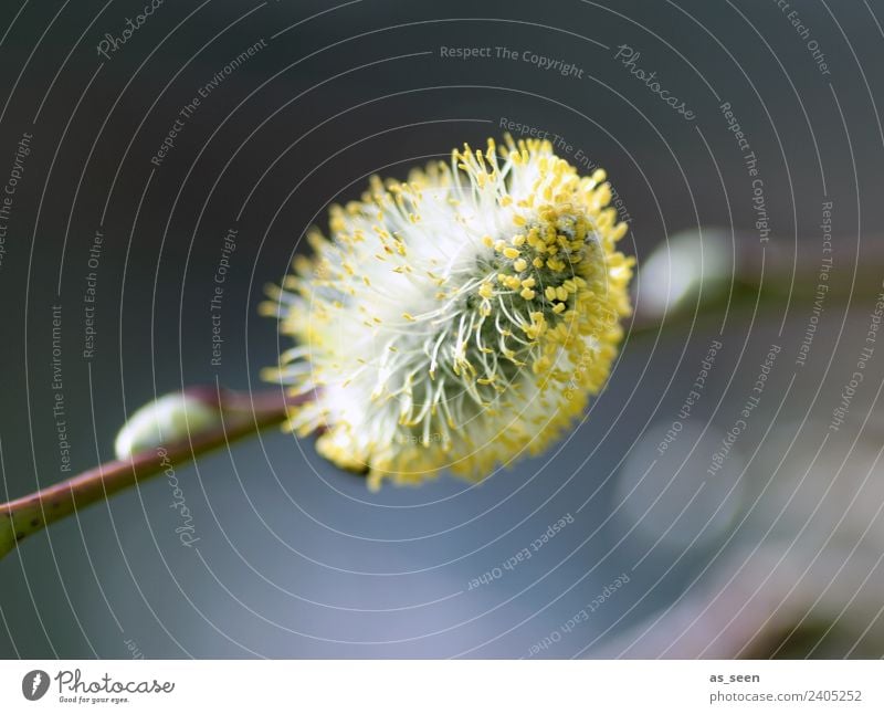 Weidenkätzchen Ausflug Garten Ostern Umwelt Natur Pflanze Frühling Klima Wetter Ast Blüte Sträucher Pollen Staubfäden Blühend authentisch Freundlichkeit weich