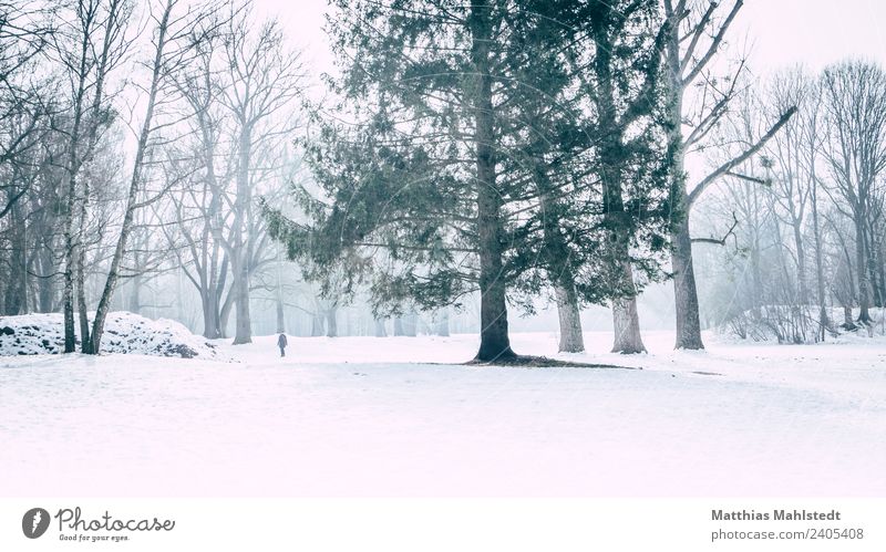 Lost in snow Landschaft Winter Nebel Eis Frost Schnee Baum Park gehen grün weiß Stimmung Sehnsucht Einsamkeit Erholung Frieden Ferne München Englischer Garten