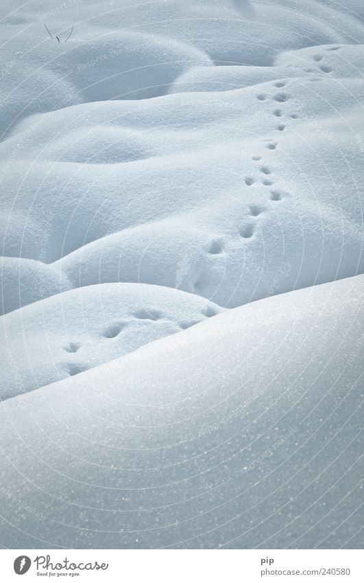 die spuren der frostbeulen Winter Eis Frost Schnee kalt Einsamkeit Spuren Schüchternheit bizarr weich weiß Schneekristall Furche Beweis Fährte sanft Schneedecke