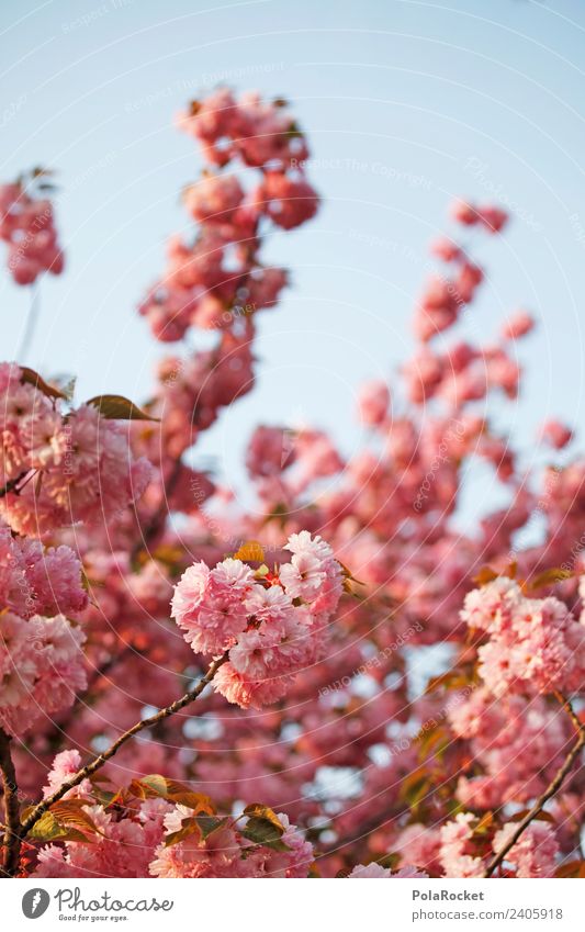 #A# Frühling in Dresden Kunst ästhetisch Frühlingstag Frühlingsfarbe Frühlingsfest Blühend Blühende Landschaften Blüte Blütenpflanze rosa Farbfoto