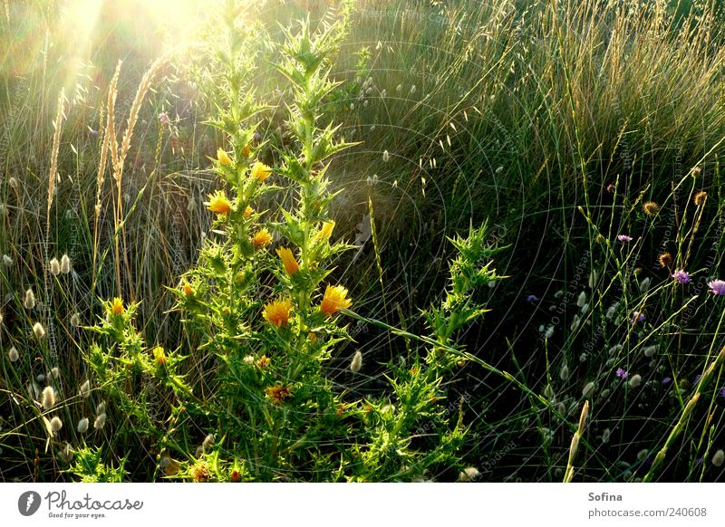 Im Morgenlicht Garten Natur Pflanze Sonnenaufgang Sonnenuntergang Sonnenlicht Frühling Sommer Schönes Wetter Blüte Grünpflanze Wildpflanze Wiese berühren