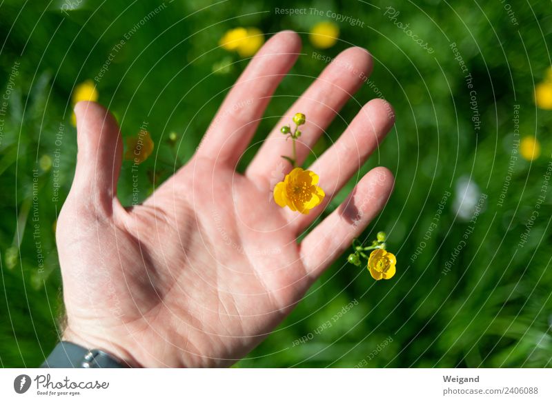 Blumenhand Wellness Leben harmonisch Wohlgefühl Zufriedenheit Sinnesorgane Erholung ruhig Meditation Duft Hand beobachten gelb grün Freude Glück Fröhlichkeit