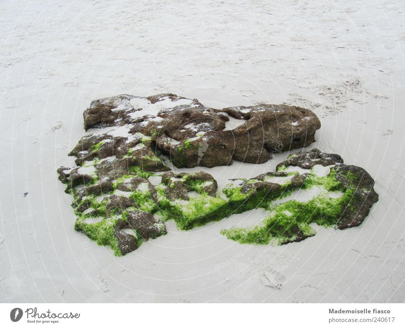 Steinherzen am Strand Sand Moos Herz braun grau grün einzigartig Farbfoto Außenaufnahme Textfreiraum oben Textfreiraum unten Tag Vogelperspektive Menschenleer