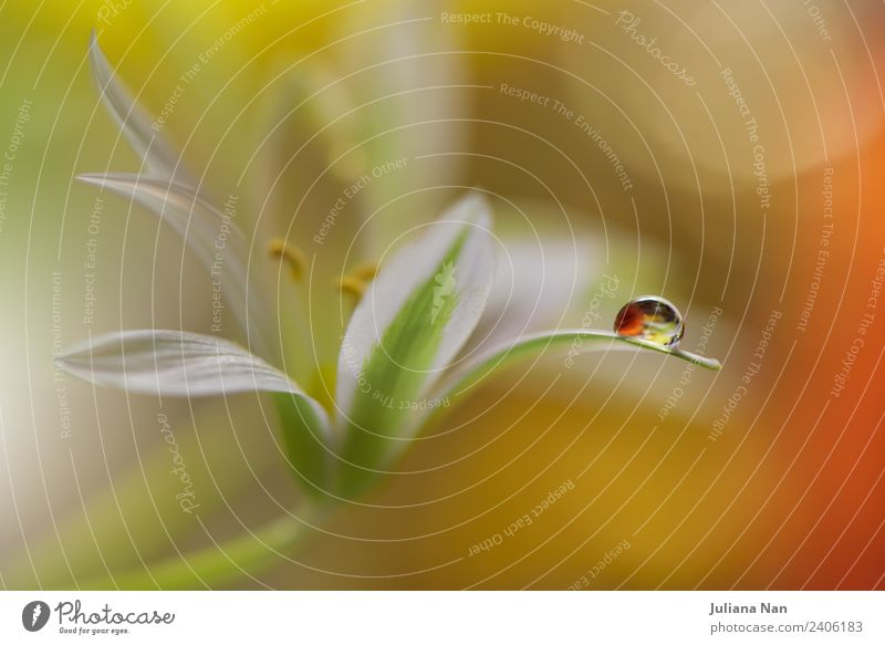 Sanftes romantisches künstlerisches Bild. Weicher pastellfarbener Hintergrund verschwimmt. Kunst Kunstwerk Tanzen Umwelt Natur Pflanze Wassertropfen Blume