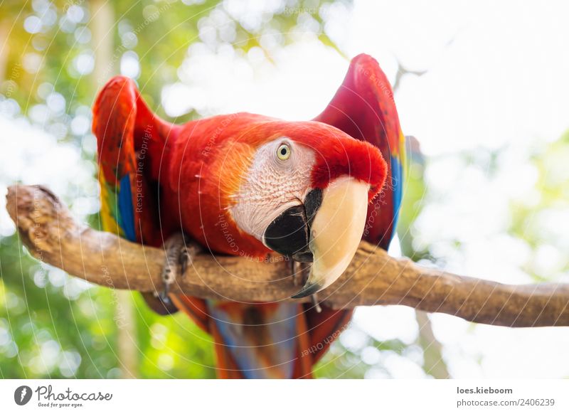Scarlett Macaw parrot in Honduras Ferien & Urlaub & Reisen Tourismus Ausflug Abenteuer Ferne Sommer Natur Vogel 1 Tier exotisch macaw copan bird feather red