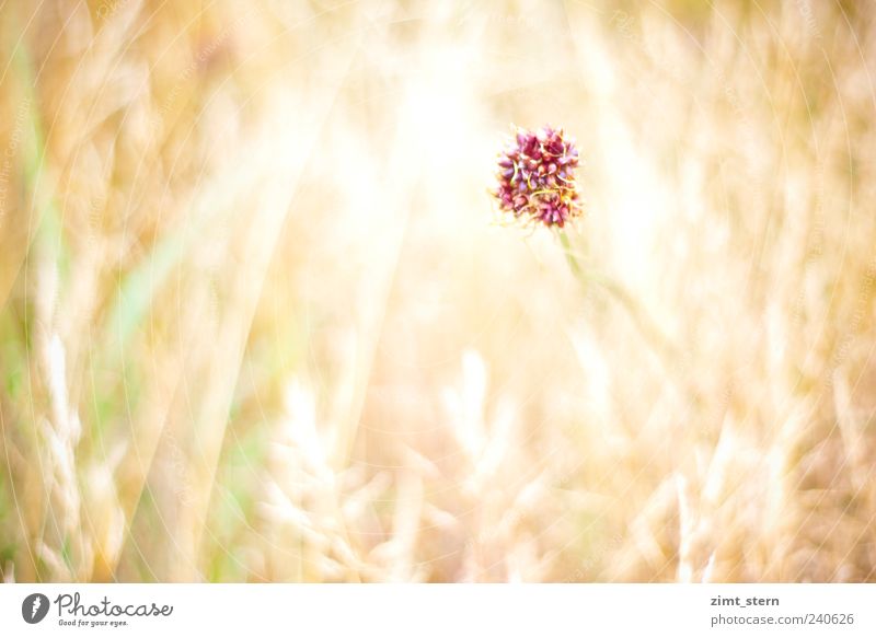 Violett und Anmut Sommer Pflanze Blume Gras Garten Wiese Feld Blühend leuchten verblüht Wachstum ästhetisch Duft hell schön wild weich gelb gold grün violett