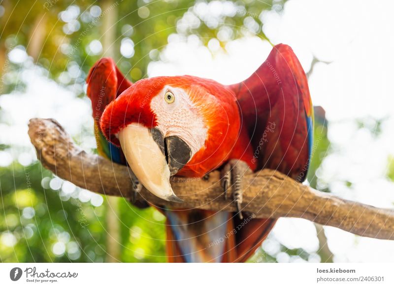 Playful looking Scarlett Macaw parrot Ferien & Urlaub & Reisen Tourismus Sommer Natur Tier Vogel Tiergesicht 1 Spielen exotisch macaw copan bird Honduras