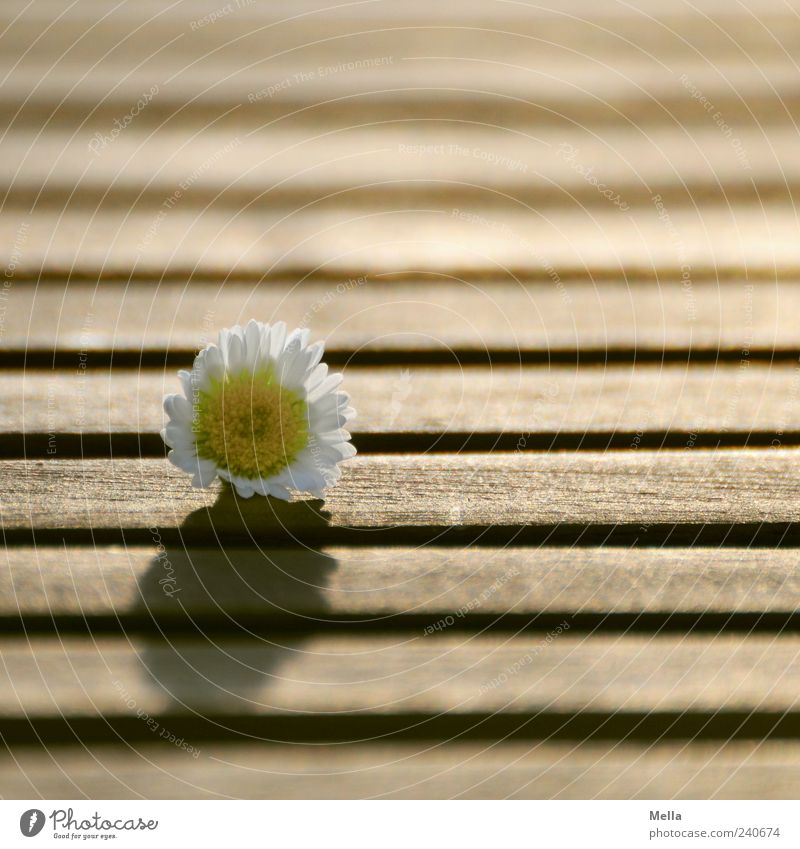 Schönes Wochenende! Pflanze Frühling Sommer Blume Blüte Gänseblümchen Tischplatte Furche Linie Holz Blühend liegen Duft schön natürlich Glück Natur