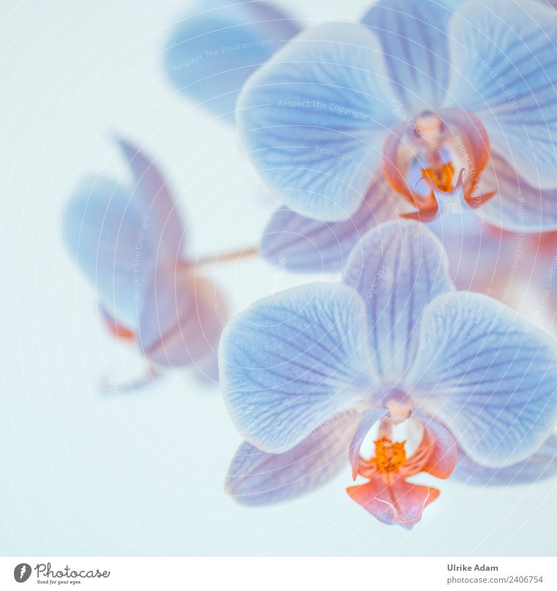 Blaue Orchideen Wellness Leben harmonisch Wohlgefühl Zufriedenheit Erholung ruhig Meditation Spa Massage Feste & Feiern Valentinstag Muttertag Hochzeit