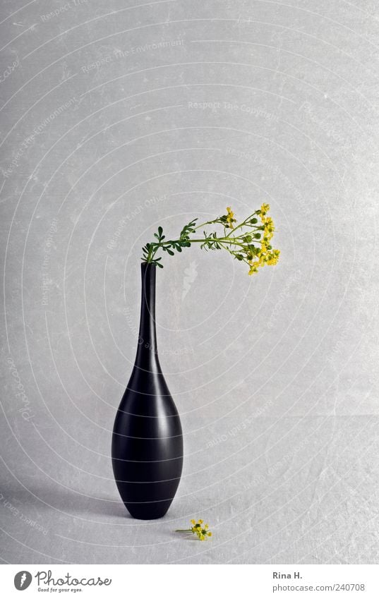 Still mit geknickter Weinraute Lifestyle elegant Häusliches Leben Pflanze Blüte Dekoration & Verzierung alt Blühend verblüht ästhetisch gelb schwarz