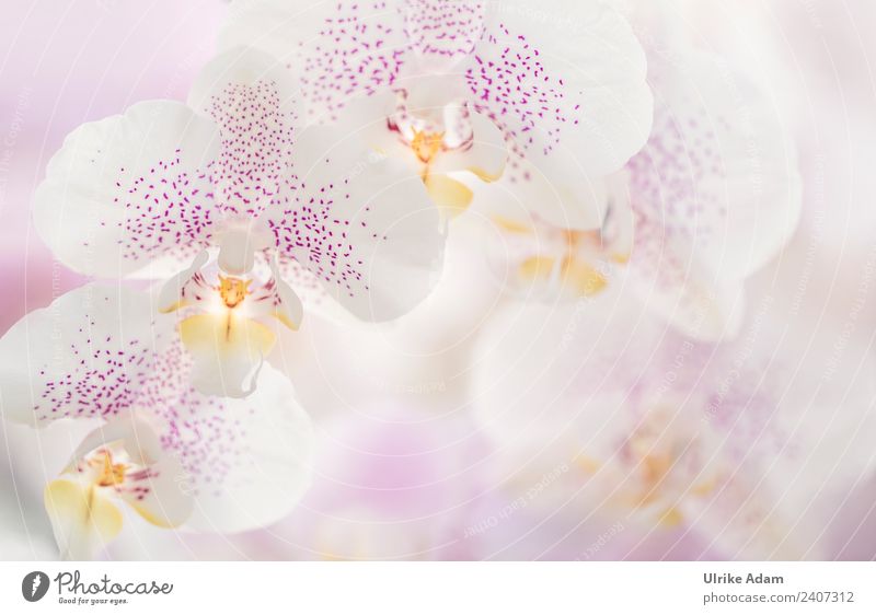 Zarte Blüten der Orchideen Erholung Meditation Spa Massage Dekoration & Verzierung Tapete Bild Poster Valentinstag Muttertag Hochzeit Geburtstag Natur Pflanze