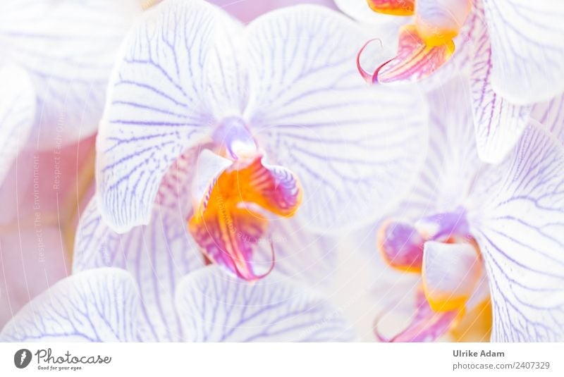 Orchideen elegant Design Wellness Leben harmonisch Wohlgefühl Zufriedenheit Sinnesorgane Erholung ruhig Meditation Kur Spa Tapete Feste & Feiern Natur Pflanze