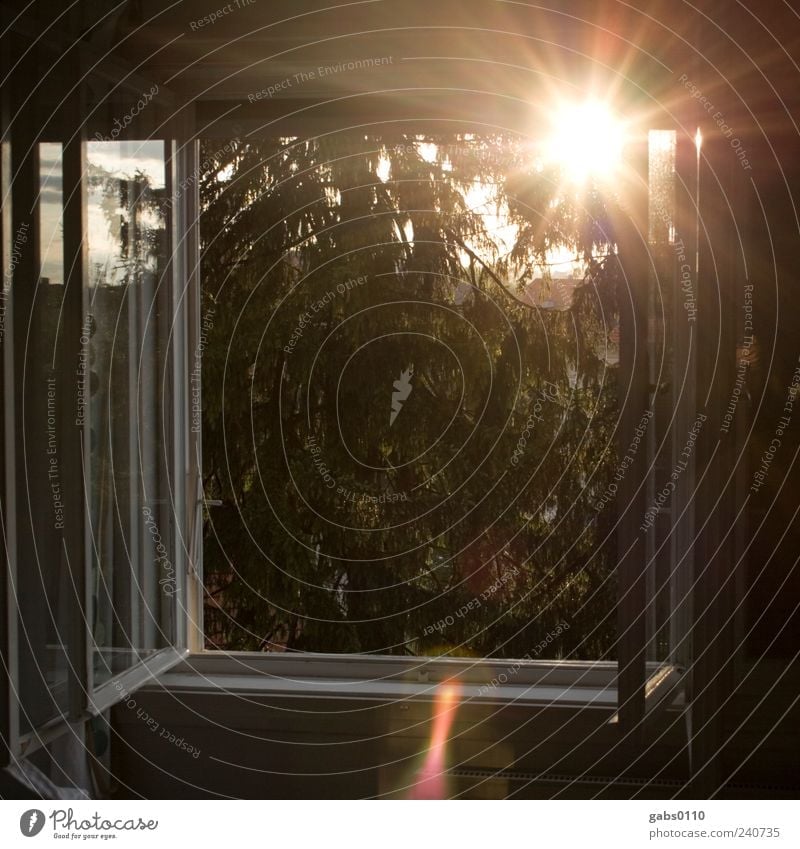 morgens, halb sieben in graz Umwelt Natur Sonne Sonnenlicht Sommer Baum Fenster atmen Häusliches Leben Freiheit Glas Fensterscheibe Ferne Morgendämmerung Himmel