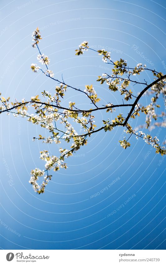 [22OO] Blau machen schön harmonisch Wohlgefühl Erholung ruhig Ferne Freiheit Umwelt Natur Wolkenloser Himmel Frühling Baum Blüte ästhetisch einzigartig