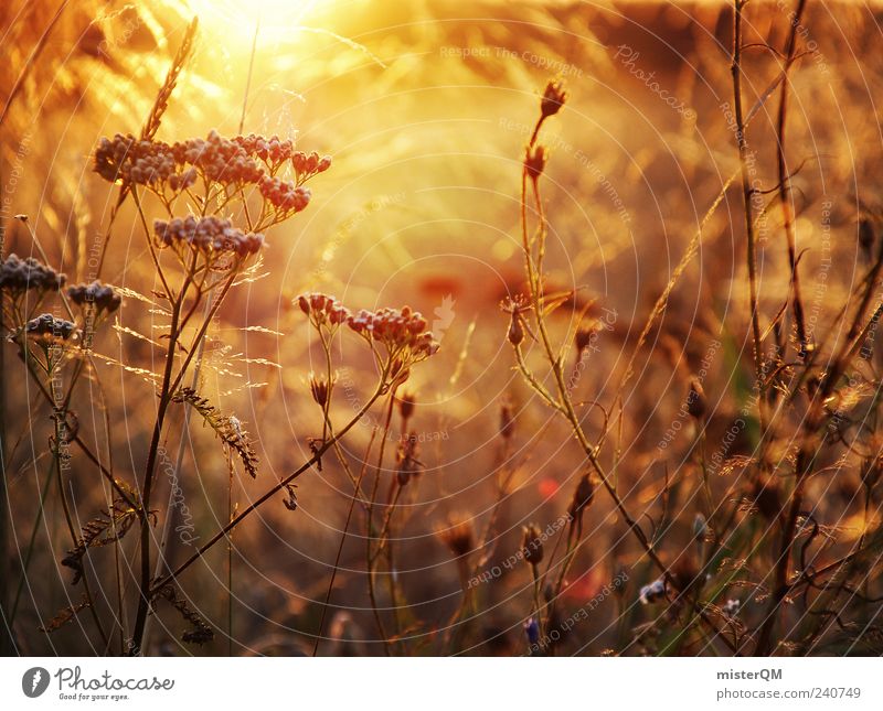 Abendsonne. Umwelt Natur Landschaft Pflanze Klima ästhetisch Zufriedenheit Sommer Blumenwiese Sonnenlicht Feld ruhig friedlich Unkraut schön Momentaufnahme