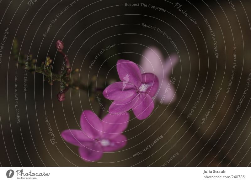 li la Sommer Pflanze Blume Blüte Grünpflanze Natur violett Blattknospe braun beige Farbfoto Außenaufnahme Tag Unschärfe Vogelperspektive Textfreiraum oben