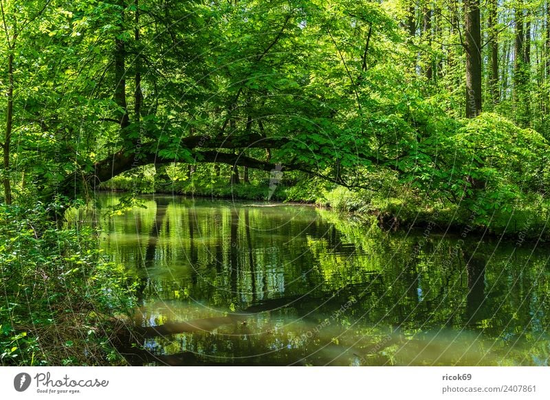 Landschaft im Spreewald bei Lübbenau Erholung Ferien & Urlaub & Reisen Tourismus Natur Wasser Frühling Baum Wald Fluss Sehenswürdigkeit grün Romantik Idylle