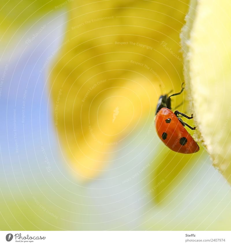Glückskäfer strebt nach oben Marienkäfer roter Käfer Glückssymbol Glücksbringer Quitte Quittenblatt sonnig gelb aufwärts niedlich Metapher Glück bringen Symbol