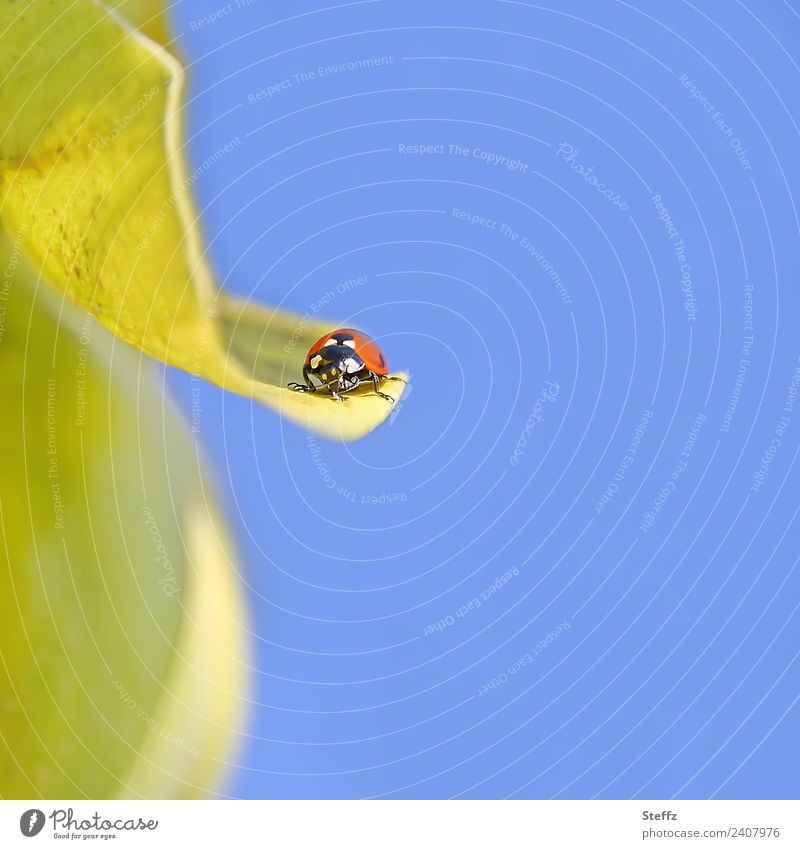 Ein Marienkäfer macht kurze Pause auf einem Quittenblatt Käfer Glückskäfer Pausenplatz roter Käfer Glücksbringer Himmelblau blauer Himmel Glückssymbol