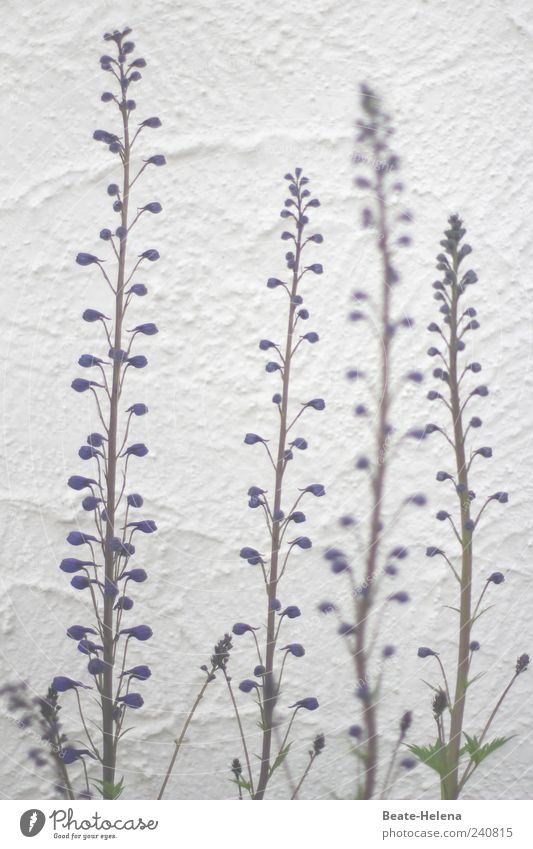 Der Sonne entgegen! Sommer Garten Schönes Wetter Pflanze Blüte Rittersporn Mauer Wand stehen Wachstum ästhetisch hoch blau grün violett elegant rein schön