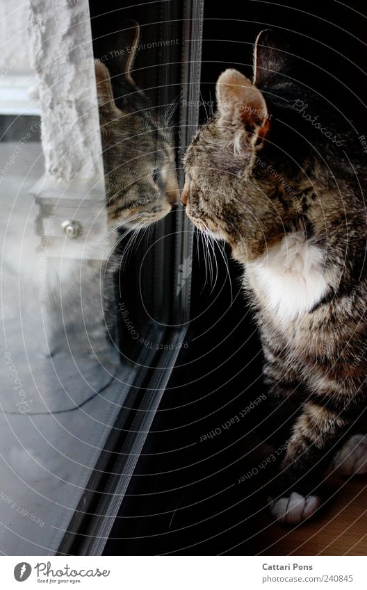 Katze schaut aus dem Fenster - ein lizenzfreies Stock Foto von Photocase