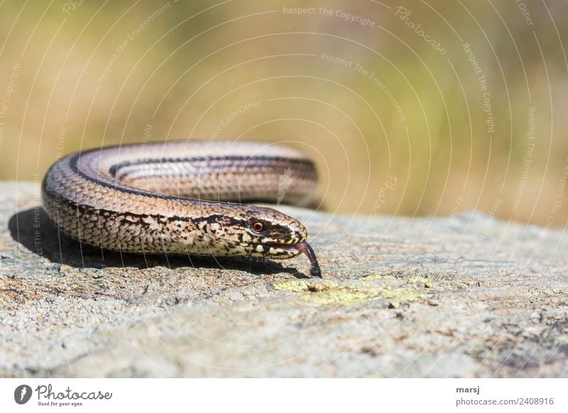 Schlangenalarm | Falschmeldung Tier Wildtier Blindschleiche Auge Zunge 1 beobachten entdecken leuchten Ekel gruselig Farbfoto Gedeckte Farben Außenaufnahme