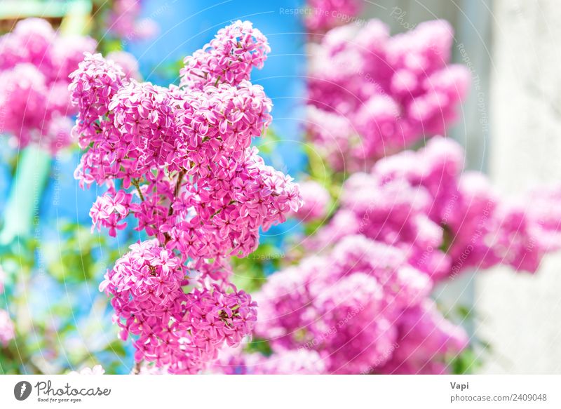 Zweig mit schönen lila fliederfarbenen Blüten Sommer Garten Dekoration & Verzierung Natur Landschaft Pflanze Sonnenlicht Frühling Schönes Wetter Baum Blume