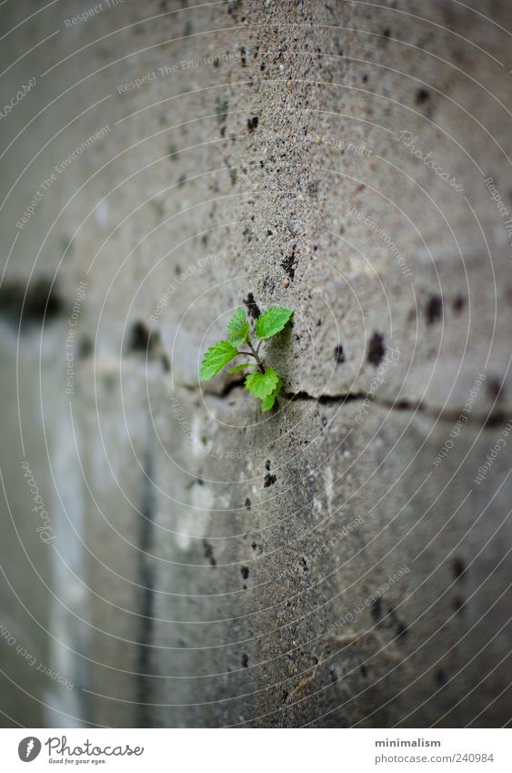 alone. Umwelt Natur Pflanze Grünpflanze Menschenleer Bauwerk Mauer Wand Beton außergewöhnlich grau grün Farbfoto Außenaufnahme Detailaufnahme Makroaufnahme
