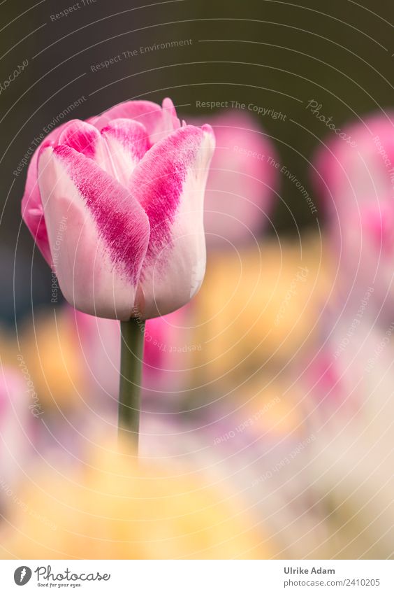 Rosa Tulpe - Blumen und Natur Dekoration & Verzierung Tapete Feste & Feiern Muttertag Ostern Pflanze Frühling Blüte Garten Park Blühend gelb rosa Niederlande
