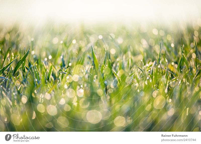 glitzernder Morgentau auf einer Wiese Umwelt Natur Landschaft Pflanze Wassertropfen Frühling Sommer Gras Feld frisch Gesundheit nass grün Umweltschutz "Frische