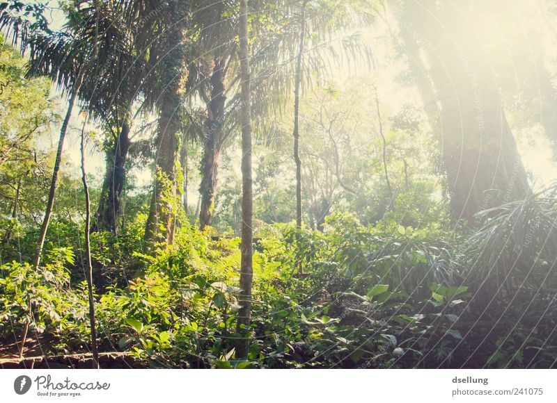 Bali III Umwelt Natur Landschaft Pflanze Sommer Baum Sträucher Moos Grünpflanze Wildpflanze Wald Urwald Insel gigantisch groß gelb grün Indonesien Affenwald
