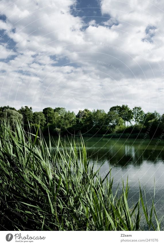 tag am see Lifestyle Natur Landschaft Himmel Wolken Gewitterwolken Sommer Pflanze Schilfrohr Seeufer ästhetisch dunkel blau grün Einsamkeit Erholung