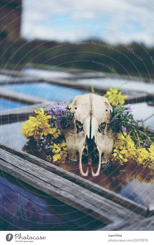 Tierschädel mit Blumen über einem alten Fenster Stil Design Halloween Umwelt Natur Wildpflanze Wildtier Totes Tier Knochen 1 Holz Glas Kristalle dreckig
