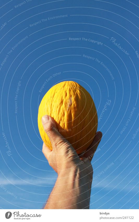männliche Hand hält eine gelbe Melone vor den strahlend blauen Himmel Honigmelone Melonen reif Arme Wolkenloser Himmel Sommer süß Schönes Wetter frisch Farbe