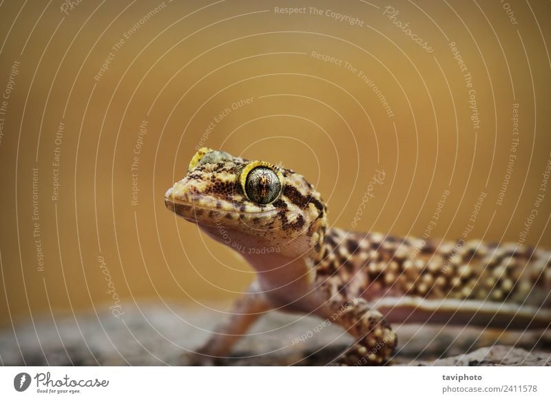 Porträt eines neugierigen mediterranen Hausgeckos exotisch schön Natur Tier Haustier klein natürlich niedlich wild braun grau Farbe Halbfinger-Gecko Turcicus