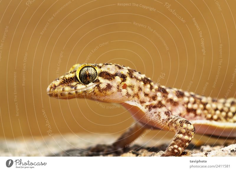 Portrait des mediterranen Hausgeckos schön Haut Gesicht Natur Tier Haustier natürlich niedlich wild braun Farbe Gecko Reptil Lizard Kopf Auge Halbfinger-Gecko
