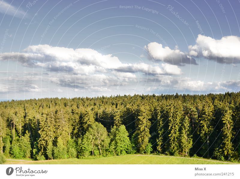 Schönes Wetter Umwelt Natur Landschaft Himmel Wolken Klima Baum Wiese Wald grün Schwarzwald Tanne Farbfoto mehrfarbig Außenaufnahme Menschenleer