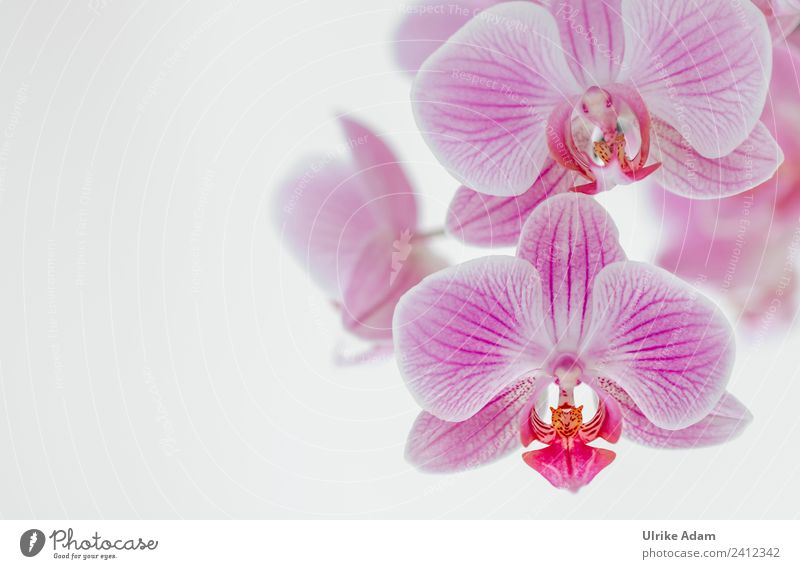 Rosa Orchideen - Blumen Wellness Leben harmonisch Wohlgefühl Zufriedenheit Erholung ruhig Meditation Kur Spa Feste & Feiern Natur Pflanze Frühling Sommer Herbst